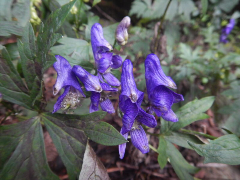 トリカブト 鳥兜 の紫の花