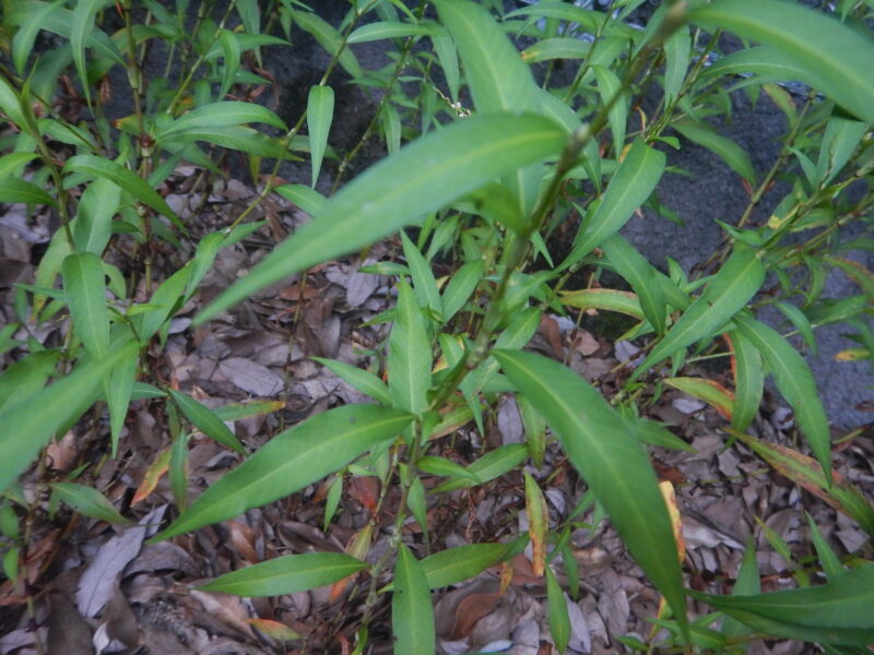 ヤナギタデの茎と葉