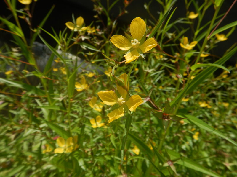 キダチキンバイの花