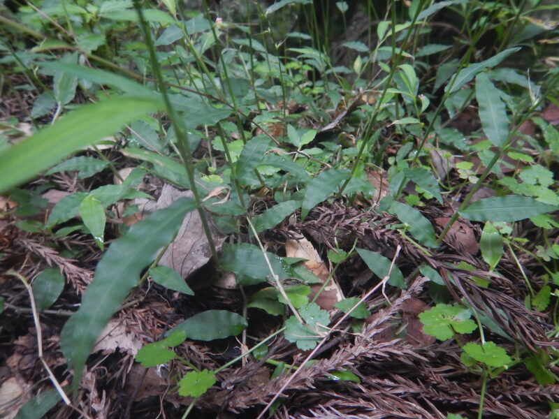 コチヂミザサの茎と葉
