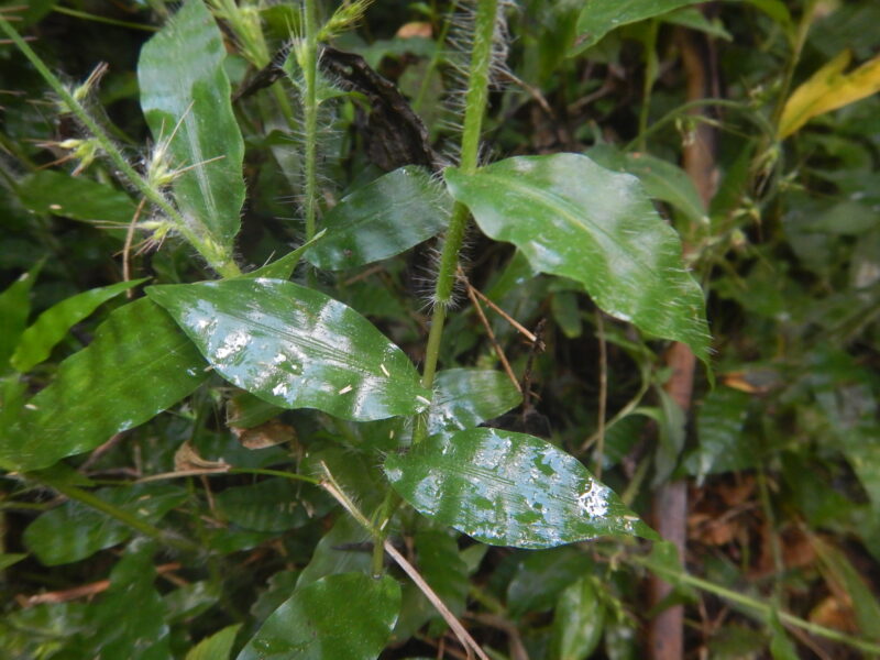 ケチヂミザサの茎と葉