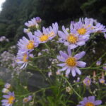 シオンの花