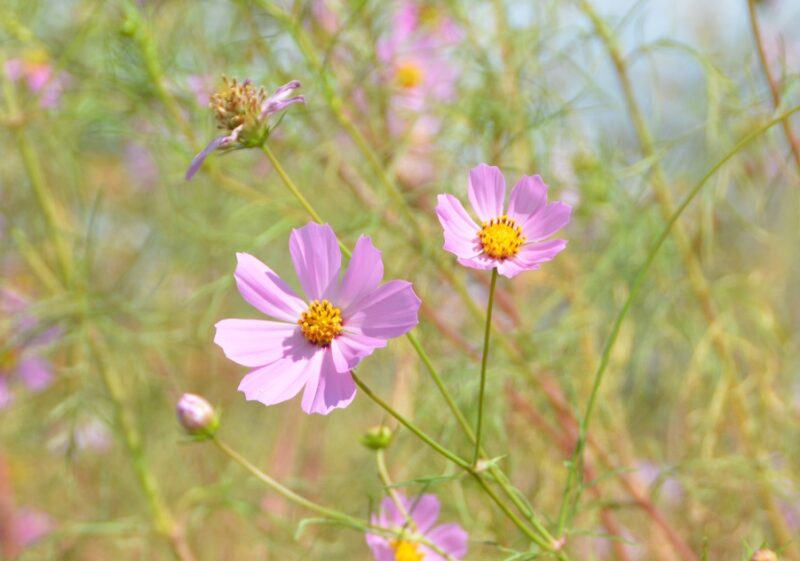 秋空に映えるコスモス 秋桜 の花々