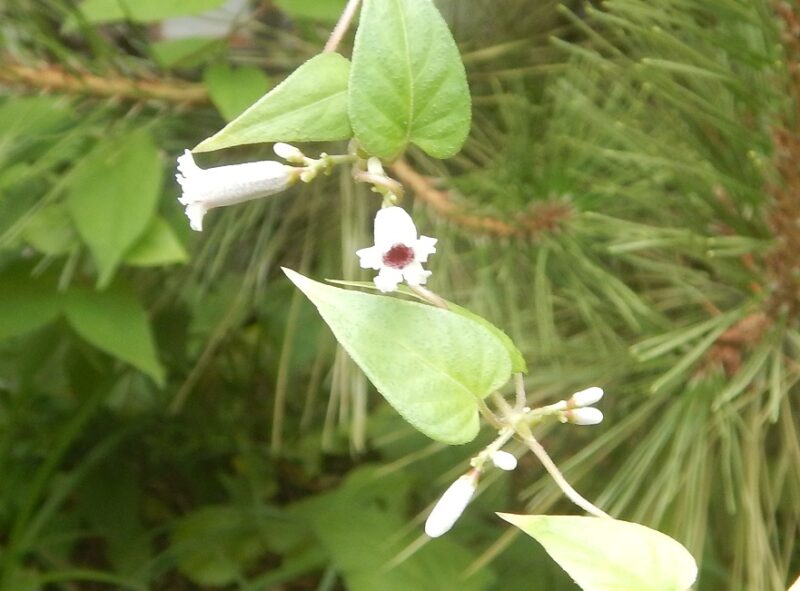 夏に白い花がさき 秋に黄褐色の実をつけるヘクソカズラ サオトメバナ 夏に白い花がさき 秋に黄褐色の実をつけるヘクソカズラ サオトメバナ