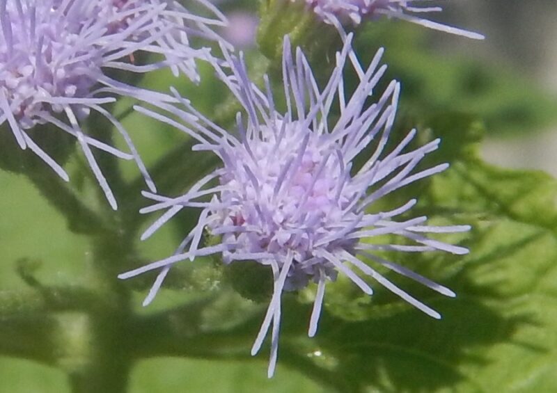 拡大したユーパトリウムの花