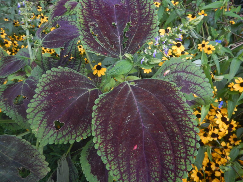 葉がきれいなコリウス キンランジソ 金襴紫蘇 に咲く青い花