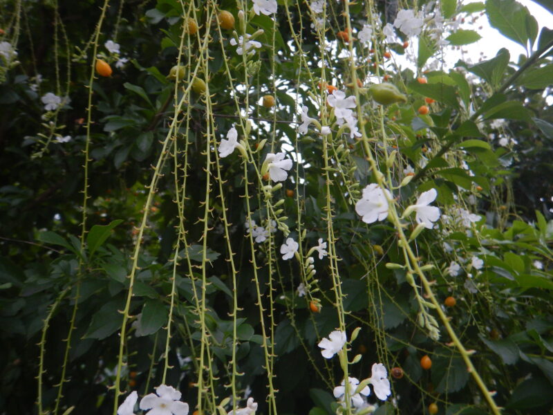 たくさん咲くデュランタの花