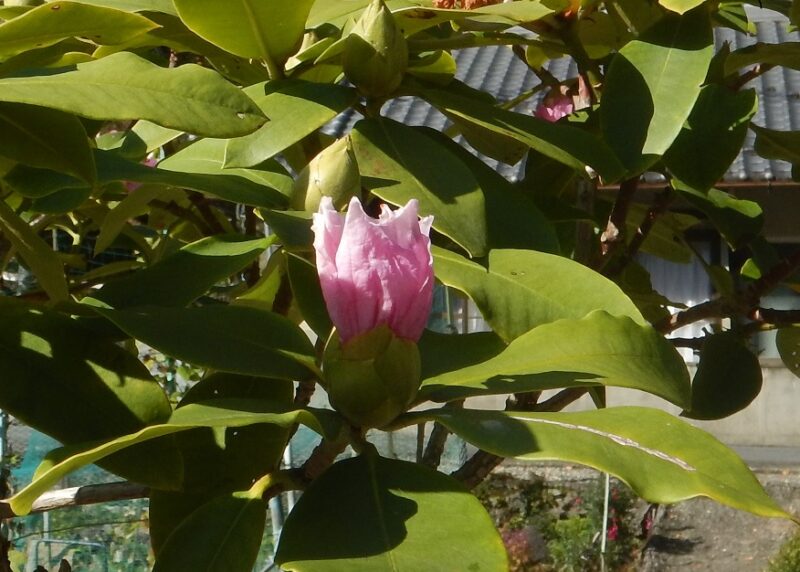 11月に咲いたシャクナゲ 石楠花 と いままでに見た季節外れの花
