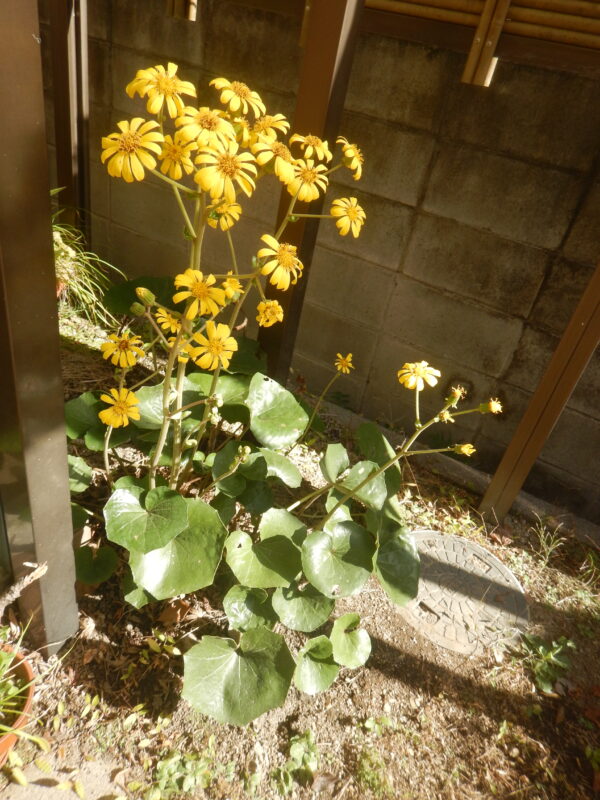 秋から冬に咲くツワブキ 石蕗 艶蕗 の黄色い花