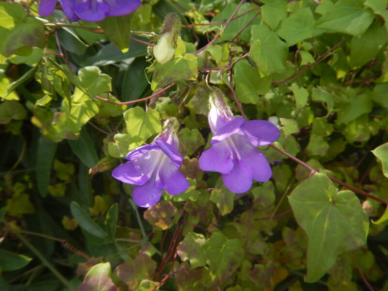 アサリナ青い花