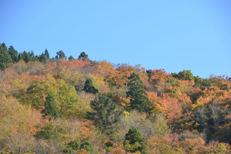 山の樹々の紅葉