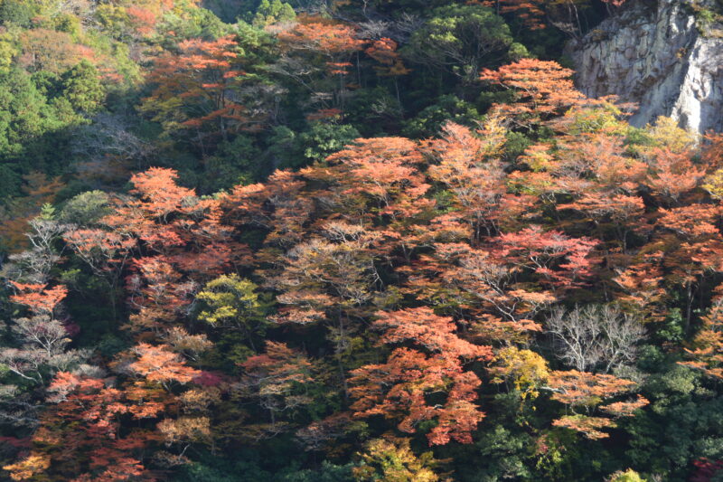 山の樹々の紅葉