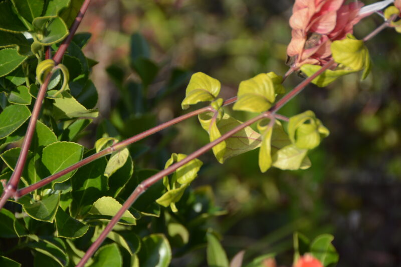 コエビソウの茎と葉
