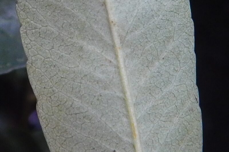 タチバナモドキの葉の裏