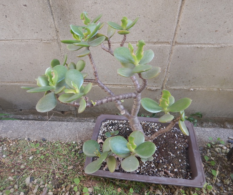 お買得】カネノナルキ 金のなる木 観葉植物 多肉植物 ピンク 踏み込め  