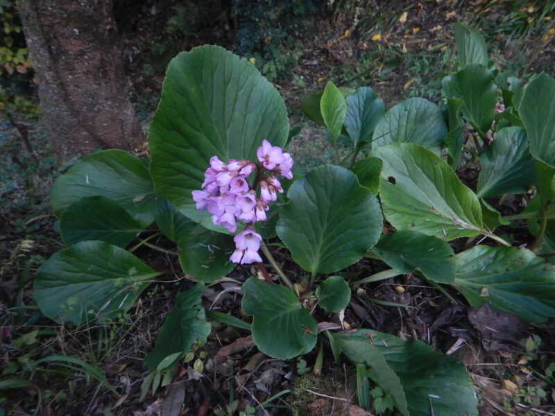 ヒマラヤユキノシタの花茎