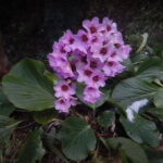 ヒマラヤユキノシタ