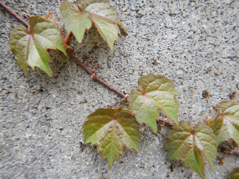 秋に紅葉し、黒い実をつけるツタ(蔦)
