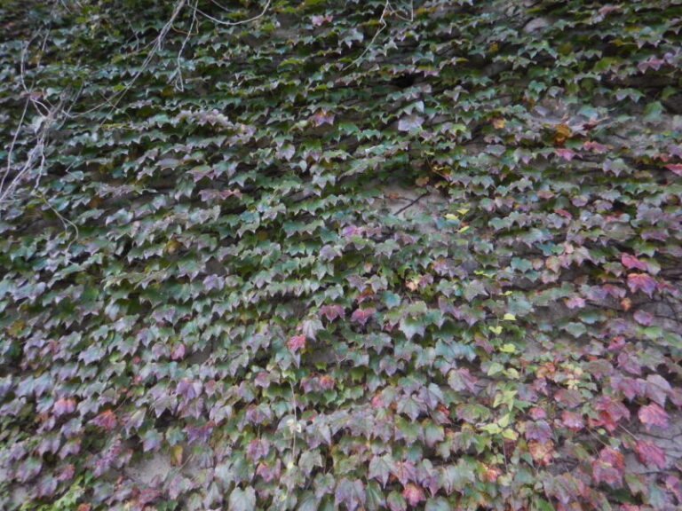 秋に紅葉し、黒い実をつけるツタ(蔦)