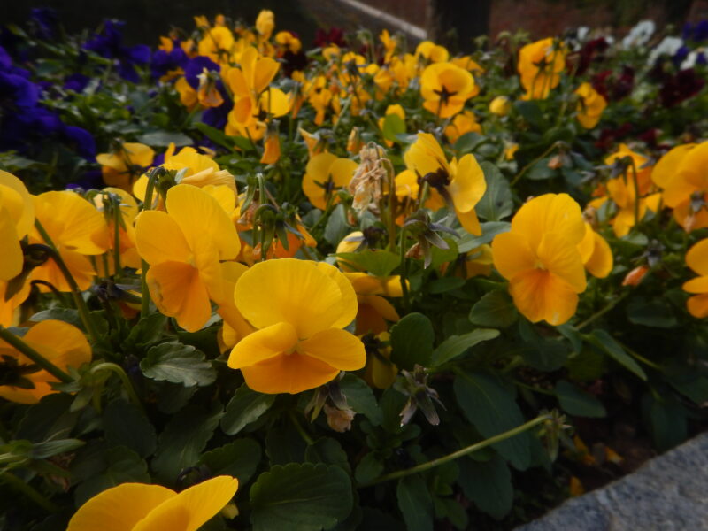 オレンジのパンジー