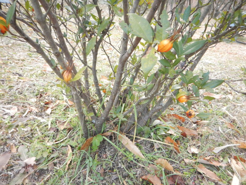 株立で生えるチナシの樹