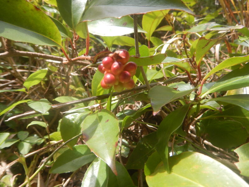 サネカズラのツルの実