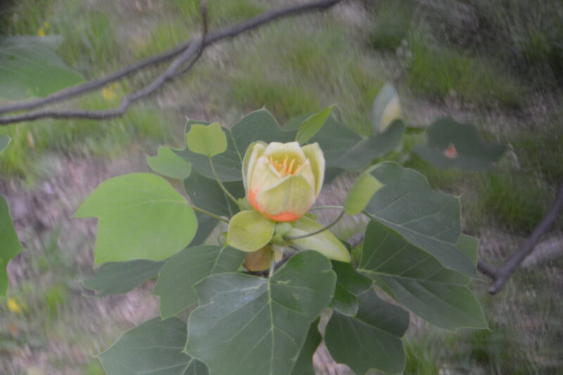 ユリノキの花