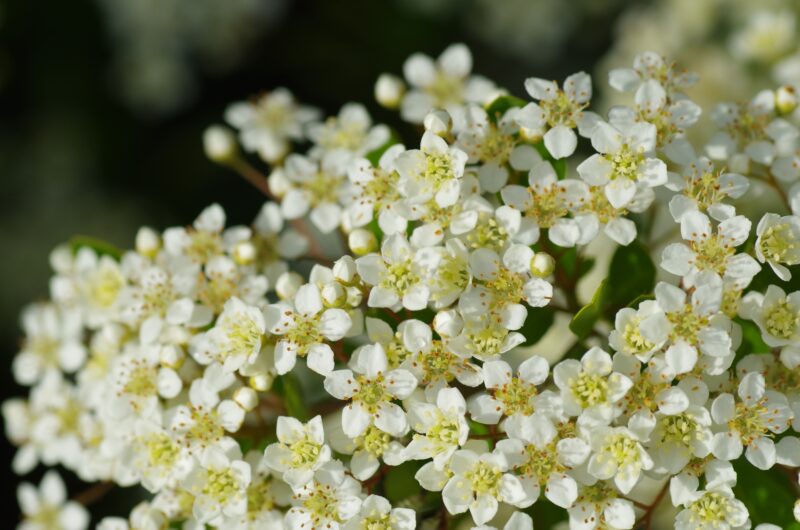 ハクサンボクの白い花