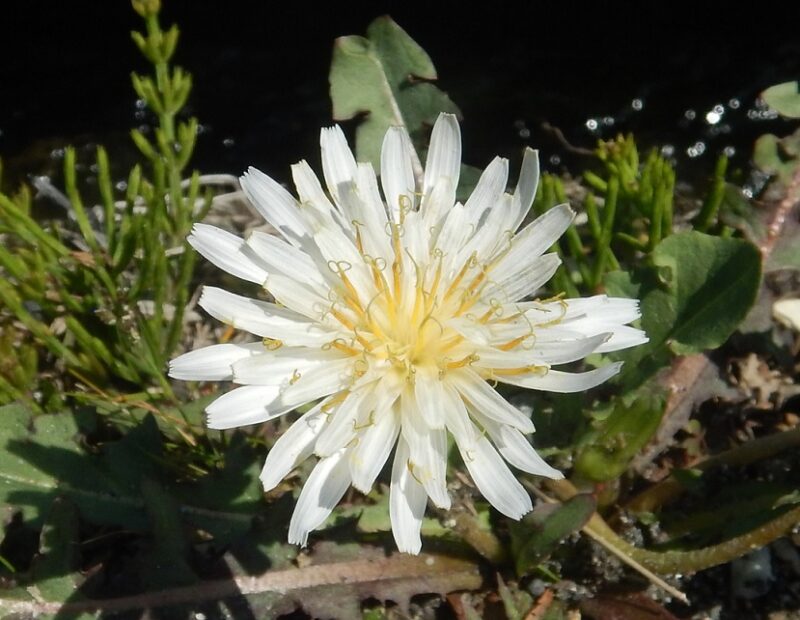 シロバナタンポポの花