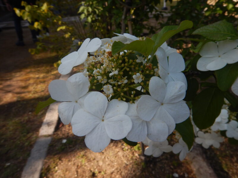 ケイカの白い花