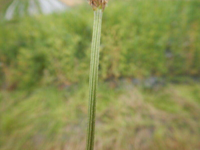 ヘラオオバコの茎