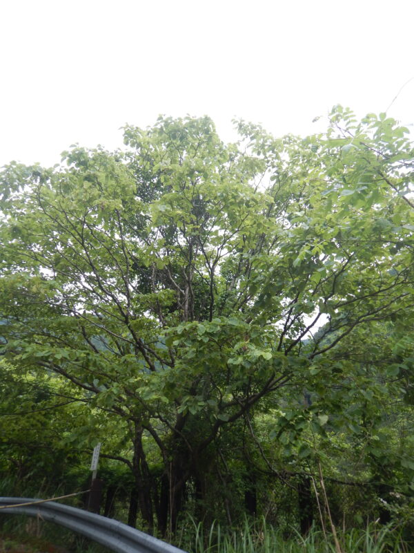 ケグワの樹