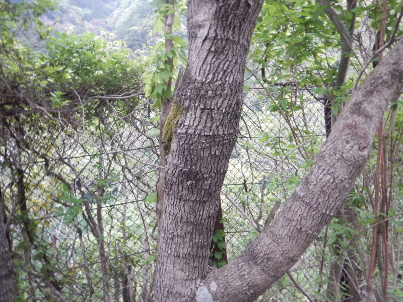 ケグワの樹皮