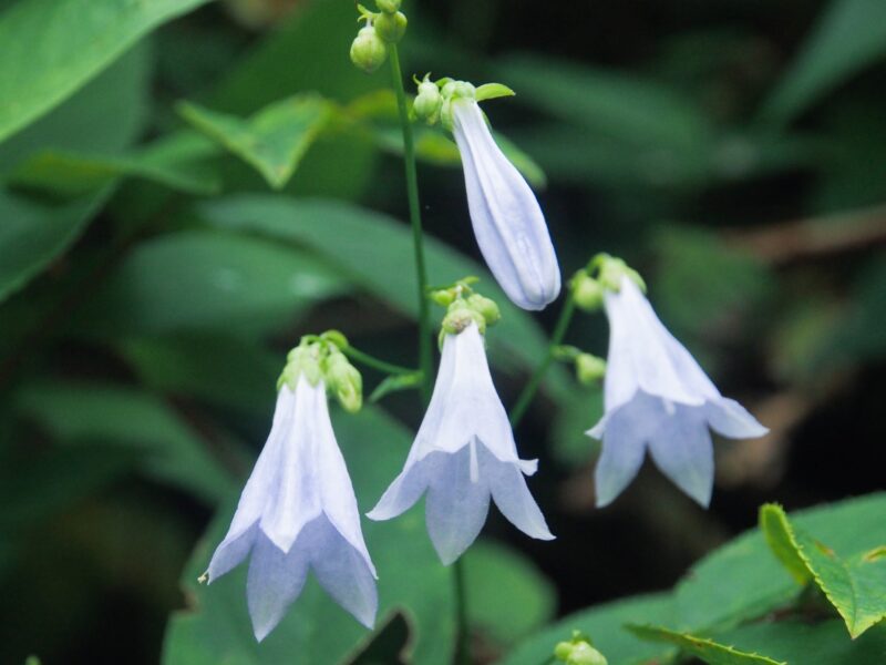 よくにたソバナの花