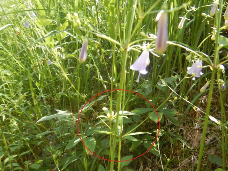 ツリガネニンジンの茎と葉