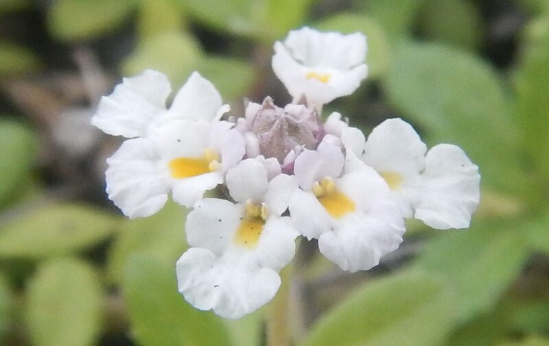 ヒメイワダレソウの唇形花