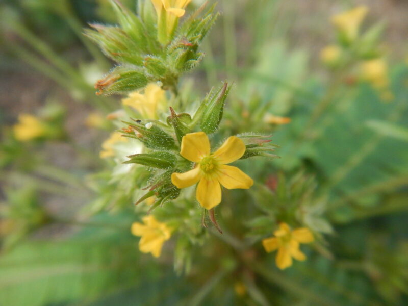 オサバフウロの黄色い花