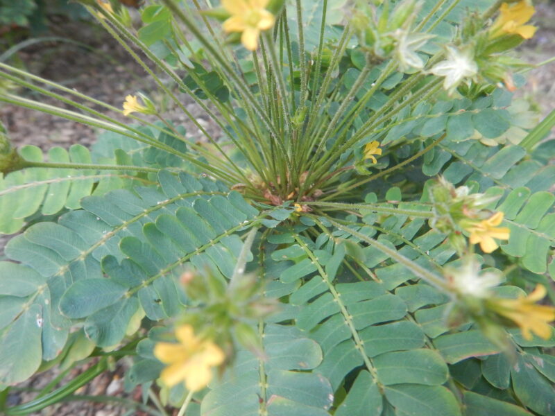 オサバフウロの茎や葉