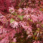 ベニバナトキワマンサク