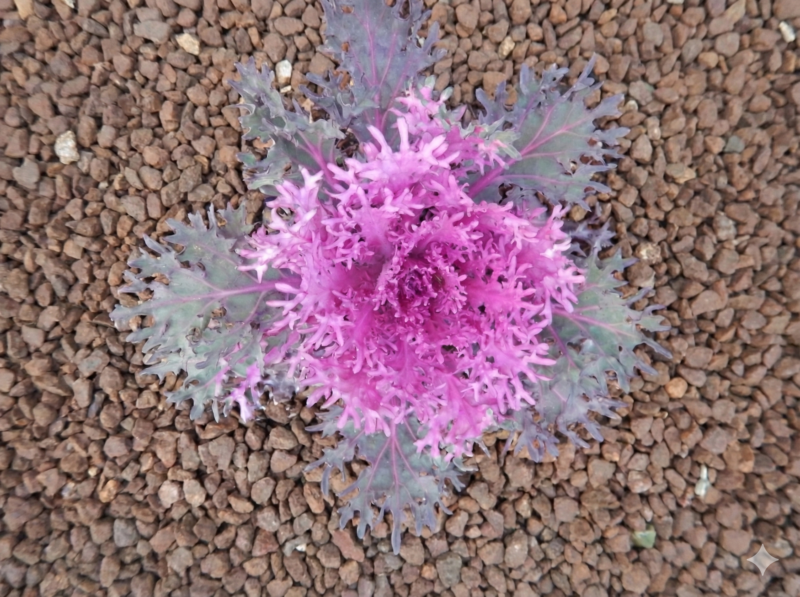 大きく切れ込んだ葉のハボタン