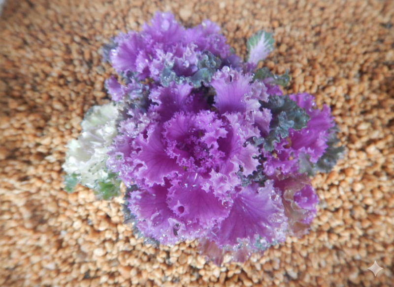 縮んだ葉のハボタン