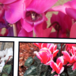 シクラメン