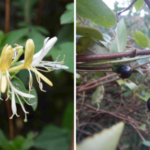 スイカズラの花と実