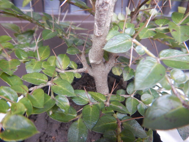 アリドオシの幹と枝