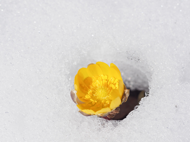 雪から顔を出した花