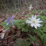 キクザキイチゲ