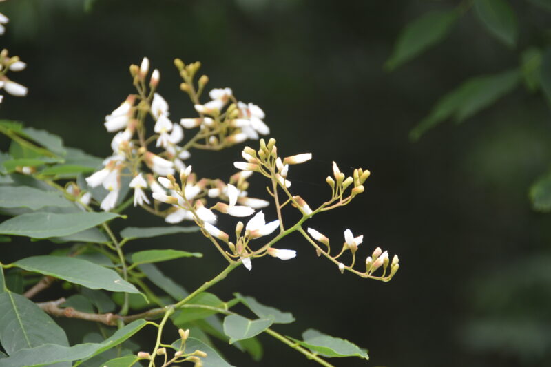 枝先で咲くフジキの花