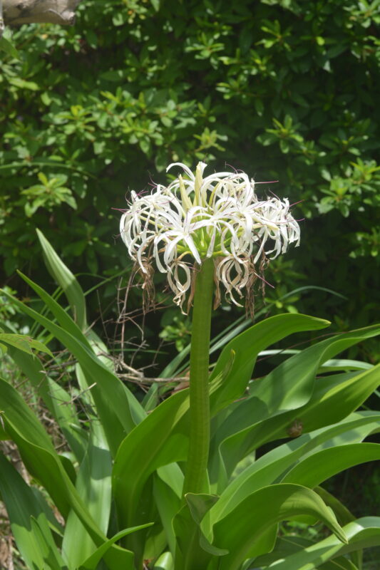 ハマユウの花と茎