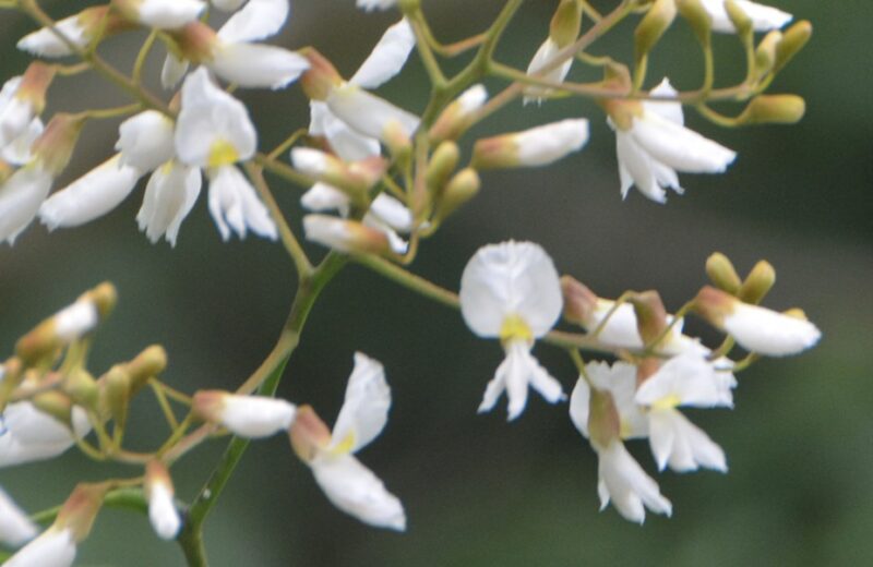 フジキの花