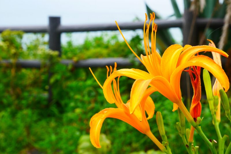 ハマカンゾウの花